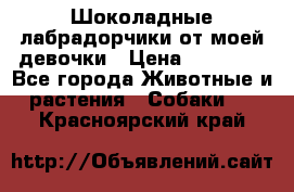 Шоколадные лабрадорчики от моей девочки › Цена ­ 25 000 - Все города Животные и растения » Собаки   . Красноярский край